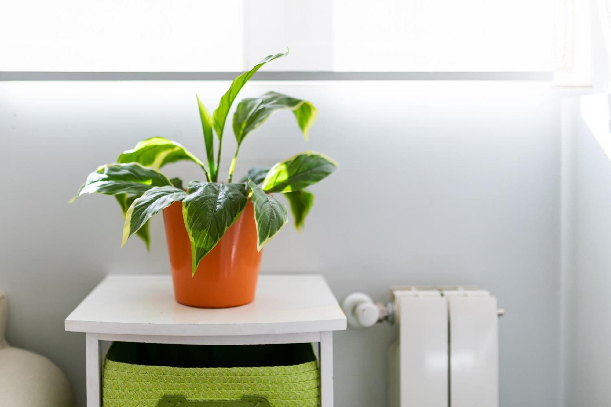 Oasis Centro De Granada Apartment Ngoại thất bức ảnh